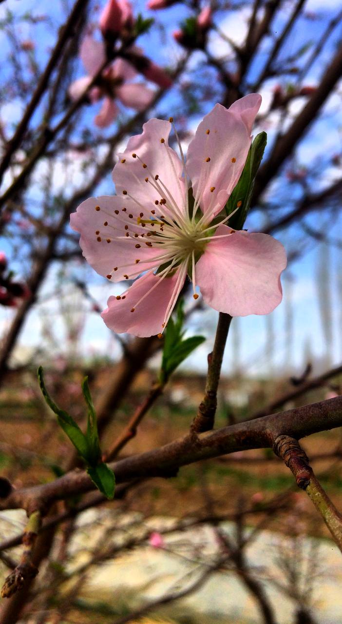 a pink flower on a tree